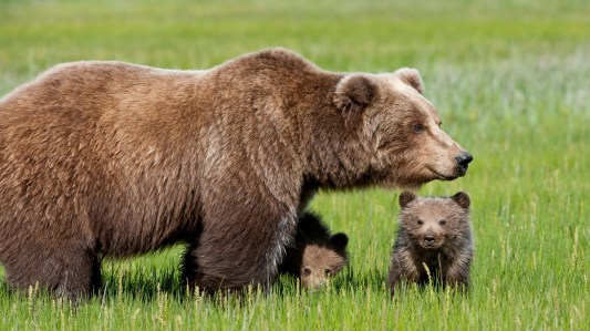 momma-brown-bear-protecting-her-cubs