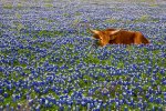 4ca75-2017texasbluebonnetseasonbestfieldslocationsplacesseewherephotographytourtoursworkshopworkshopshillcountryaustinthingstodo